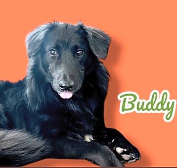 Photo of Buddy