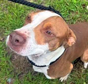 Photo of Rocko
