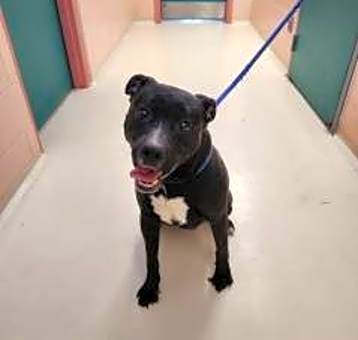 Photo of Apollo