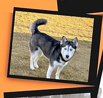 Photo of Pepper