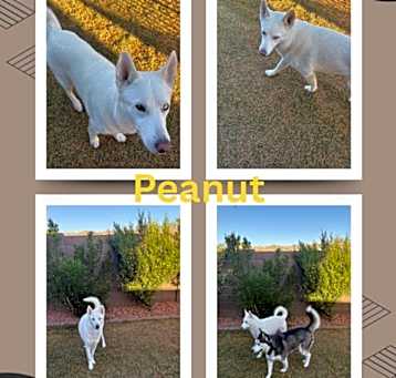 Photo of Peanut