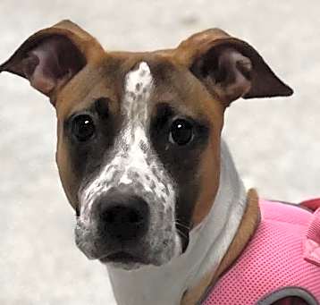 Photo of Doja dog