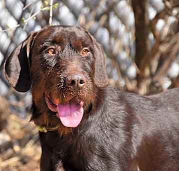 Photo of Kaiser- URGENT