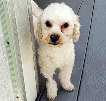 Photo of Fritz