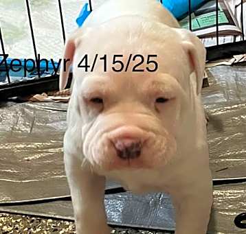 Photo of Zephyr