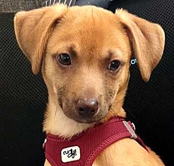 Photo of Clover