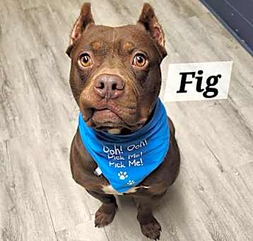 Photo of Fig