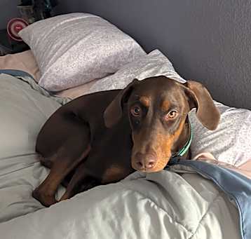Photo of Remi