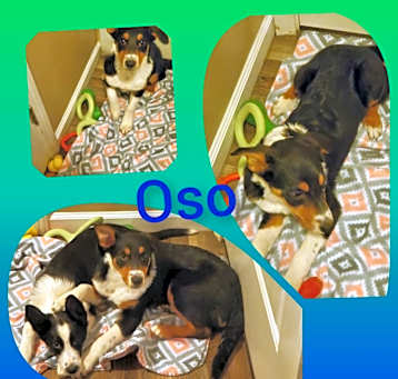 Photo of Oso