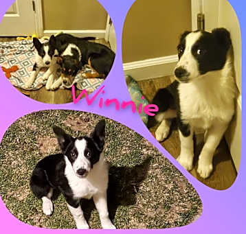 Photo of Winnie