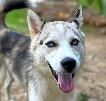Photo of Rex