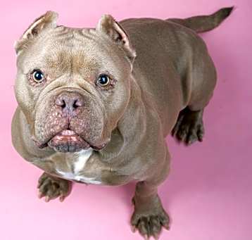 Photo of Honey Bear