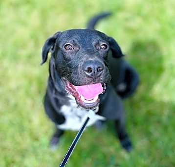 Photo of Scout