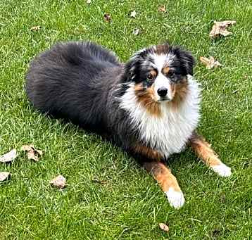 Photo of Loki