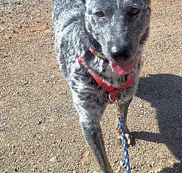 Photo of Chama