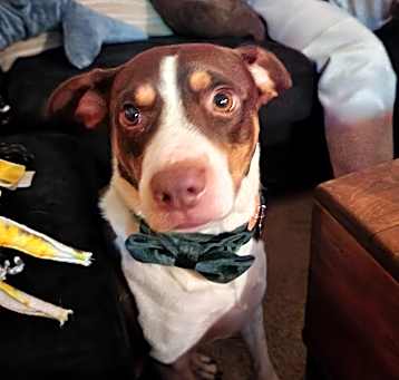 Photo of Whiskey