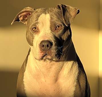 Photo of Nova