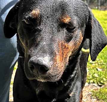 Photo of Rusty