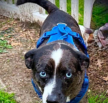 Photo of Blue