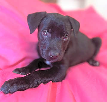 Photo of Amaya