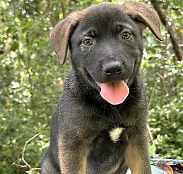 Photo of Sarge