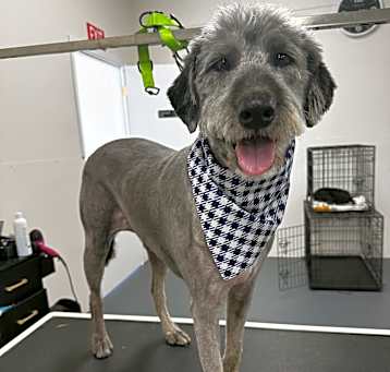 Photo of Daisy