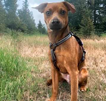 Photo of Tucker