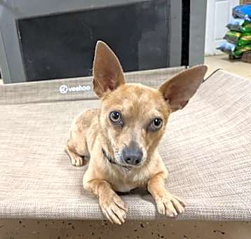 Photo of Pepper