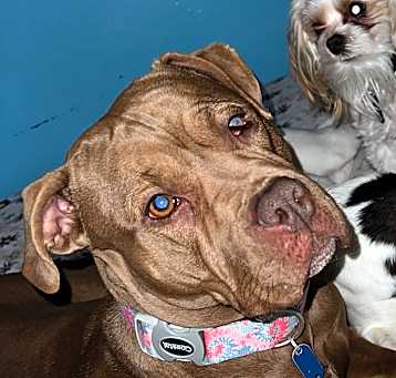 Photo of Bougie