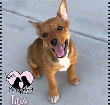 Photo of Iris