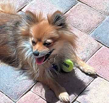 Photo of Royal