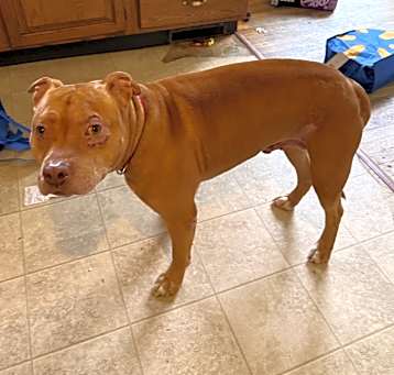 Photo of Copper
