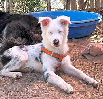 Photo of Snoopy