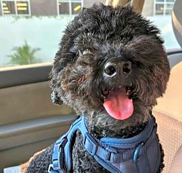 Photo of Frodo Waggins