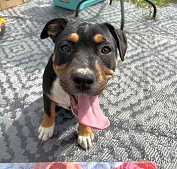 Photo of Atlas