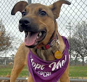 Photo of Hopper