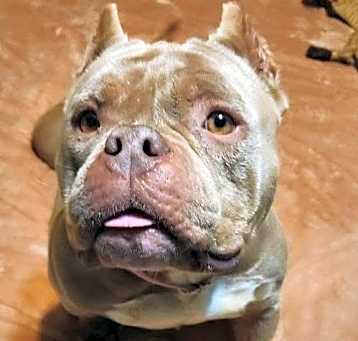 Photo of Princess Poppy *adoption pending