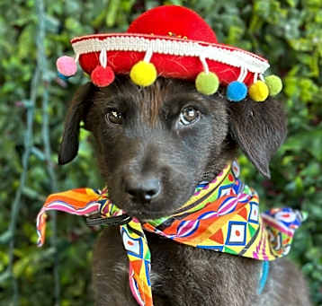 Photo of Rex