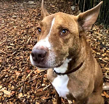 Photo of Archer