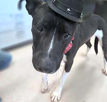 Photo of Ace