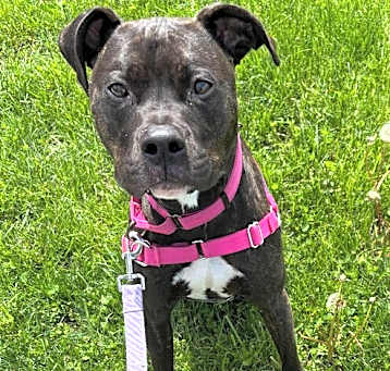 Photo of Daisy