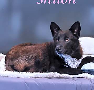Photo of Shiloh D25-069