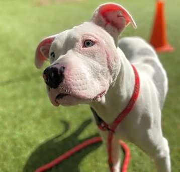 Photo of Cora