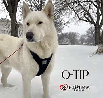 Photo of Q-Tip [Tippy] (Courtesy Post)