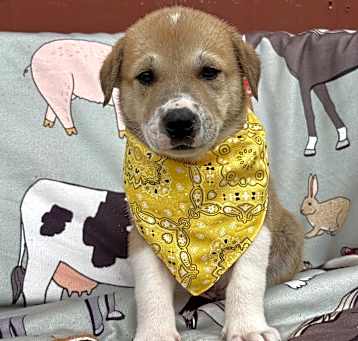 Photo of Pumbaa