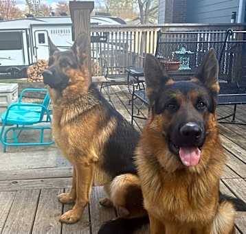 Photo of Miles and Blu    2 German Shepard's same litter