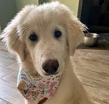 Photo of Emmylou