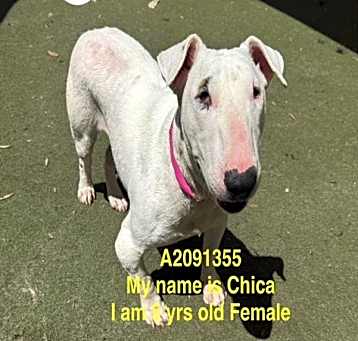 Photo of CHICA