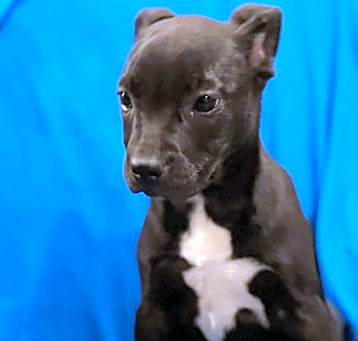 Photo of Zuri