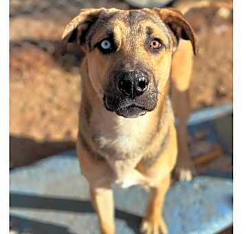 Photo of Baxter